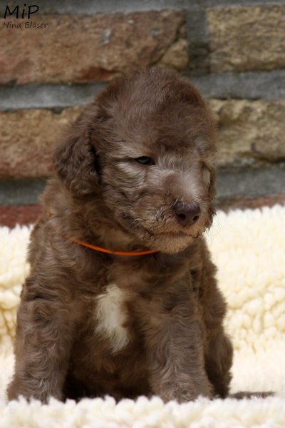 2011-05-28 Puppies Candy & Svet (29).jpg